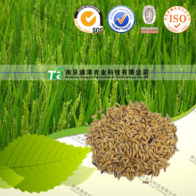 100% Pure Natural Herb Medicine Fructus Oryzae Germinatus